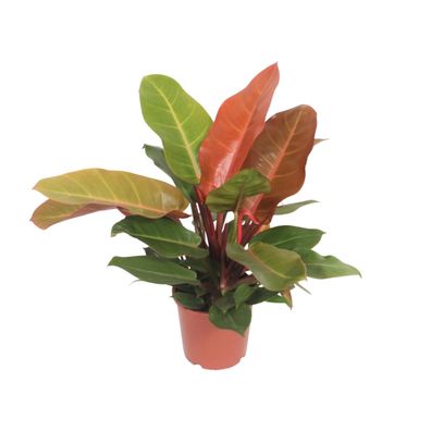 Philodendron Prince of Orange - Pflegeleichte Zimmerpflanze mit Ø17cm und Höhe von 45