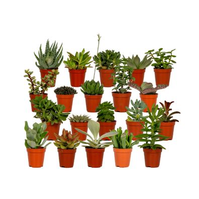 Sukkulenten Mix - 20 verschiedene Arten - Ø5,5cm und Höhe 7cm - Pflegeleicht und deko