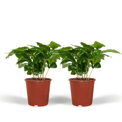 Coffea Arabica Kaffeepflanze - 2 Stück im Ø12cm Topf, Höhe 25cm - Pflegeleichte Zimme