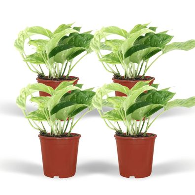 Epipremnum Marble Queen - 4 Stücke - Ø12cm, Höhe 15cm - Luxuriöse Zimmerpflanze für I