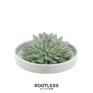 Rootless Succulent Echeveria Pulidonis in Schale 'grün' Ø20 cm - ?5 cm