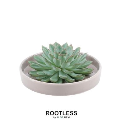 Rootless Succulent Echeveria Pulidonis in Schale 'taupe' Ø20 cm - ?5 cm