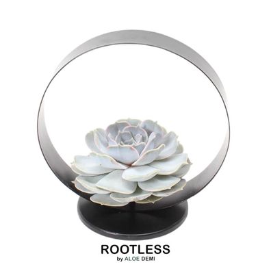 Rootless Echeveria Lilacina Sukkulente auf Deko Tischstandard Ø20 cm für pflegeleicht