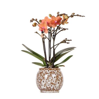 Kolibri Orchids | Orange Phalaenopsis Orchidee - Mineral Bolzano + Safari Topf - Topf