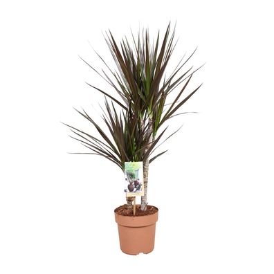 Dracaena Magenta - Eleganter Drachenbaum - Ø17 cm und Höhe 80 cm - Pflegeleicht für I