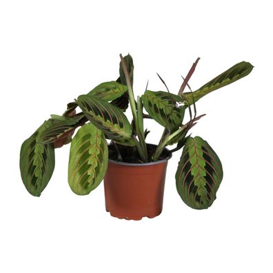 Maranta Leuconeura Fascinator - Attraktive Gebetspflanze mit Ø12cm und Höhe 30cm für