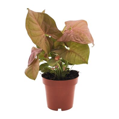 Syngonium Neon - Dekorative Zimmerpflanze - Ø12cm und 25cm hoch - Pflegeleicht und sc