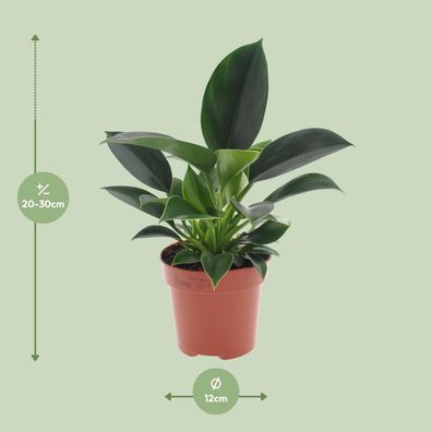 Philodendron Green Princess - 12 cm Topf - 25 cm hoch - Einfache Pflege für jeden Rau