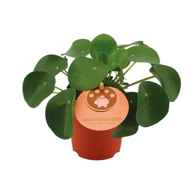 Pilea Peperomioides - Chinesische Geldpflanze - Ø11cm - Höhe 15cm - Pflegeleichte Zim