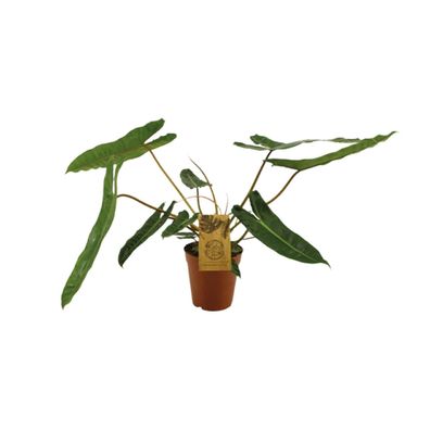 Philodendron Billetiae – Pflegeleichte Zimmerpflanze mit Ø15cm und Höhe von 50cm für