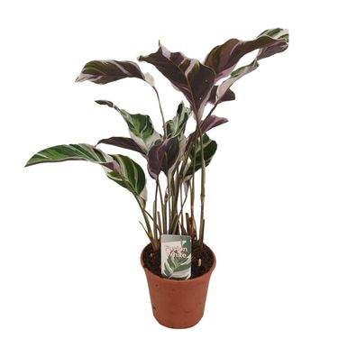 Calathea Fusion White Pflanze im 14 cm Topf - Höhe 40 cm - Pflegeleicht für Innenräum