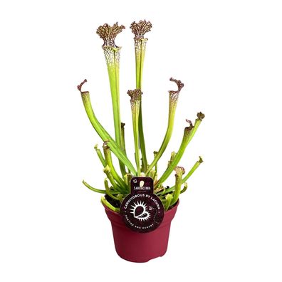 Sarracenia Farnhamii Pflanze Ø12cm Höhe 40cm - Einfache Pflege und elegante Erscheinu