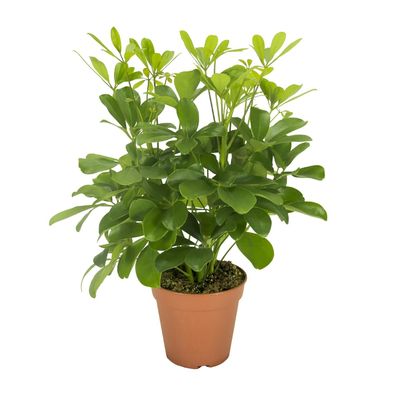 Schefflera Nora - Schirmpflanze Ø13cm - Höhe 35cm - Pflegeleichte Zimmerpflanze für I