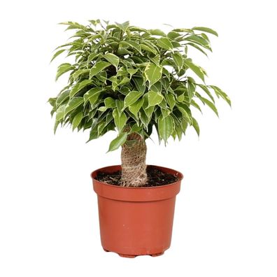 Ficus Benjamina Kinky - Dekorative Zimmerpflanze im Ø12cm Topf, Höhe 28cm für elegant