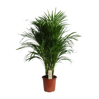 Dypsis Lutescens (Areca) - Topf Ø21cm - Höhe 100cm - Pflegeleichte Bambuspalme für je