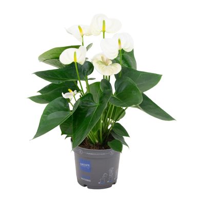 Anthurium Andreanum Grp Karma White - Elegante Zimmerpflanze - Ø12cm - 43cm hoch, pfl