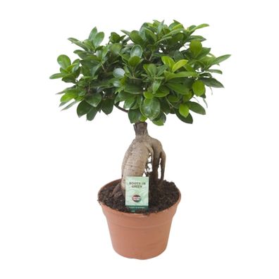 Ficus Ginseng - Zimmerpflanze im Topf Ø17cm, Höhe 40cm - Pflegeleicht und elegant für