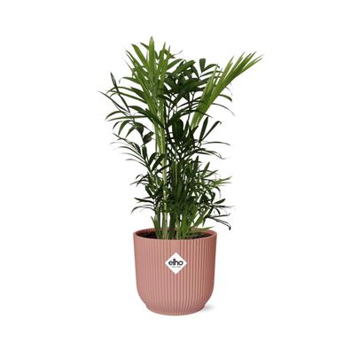 Chamaedorea Elegans im ELHO Vibes Fold 14cm in Rosa – Elegante Zimmerpflanze für Ihr