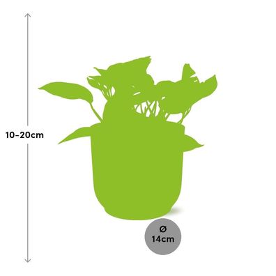 Scindapsus (Epipremnum) Marble Queen in ELHO Vibes Fold 14cm in zartem Rosaton für Ih