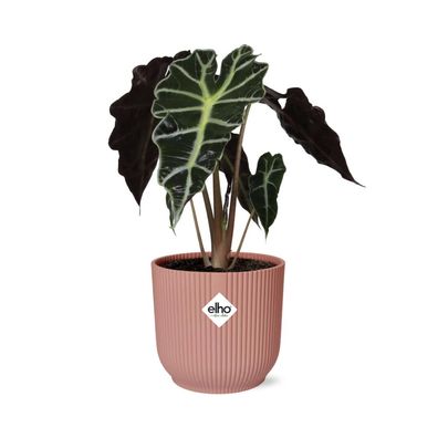 Alocasia 'Polly' in ELHO Vibes Fold Topf 14cm in Rosa – Exotische Zimmerpflanze für I