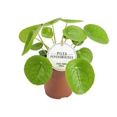 Pilea Peperomioides - Aluminium-Pflanze im Topf Ø13cm, Höhe 20cm - Pflegeleichte Zimm