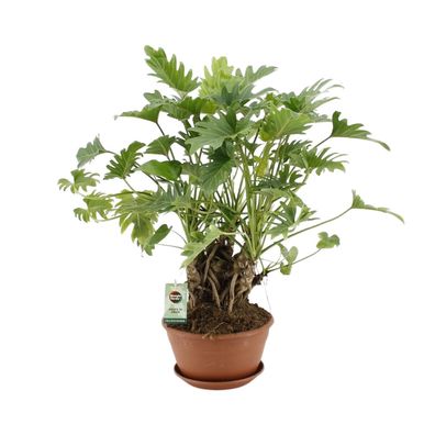 Philodendron Xanadu Op Stam - Benötigt wenig Licht - Pflegeleicht - 22 cm Topf - 50 c