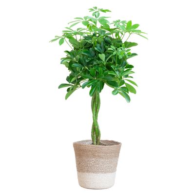 Schefflera Arboricola Nora mit stilvollem Jutekorb Lissabon in Weiß - Höhe 80 cm, Ø19