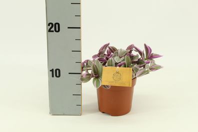 Tradescantia Sweetness Zimmerpflanze im 10,5cm Topf - Pflegeleichte Schönheit für jed