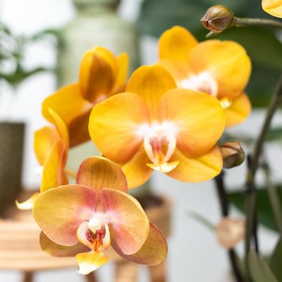 Kolibri Orchids | KOMBI Angebot von 2 Phalaenopsis-Orchideen - Las Vegas - Topfgröße