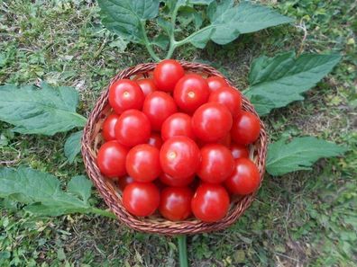 Hübscher Strauch : Die Honigtomate "Miel du Mexique" Teuerste Tomate der Welt ! Samen