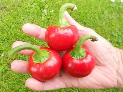 Knackig scharfes Gemüse ! Kirsch-Chilli " Chili Cherry Bomb" Zungenbrenner / Saatgut