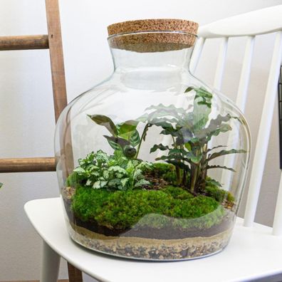 Flaschengarten Set von Fat Joe - 30 cm Terrarium mit Pflanzen, Moos und Dekorationen