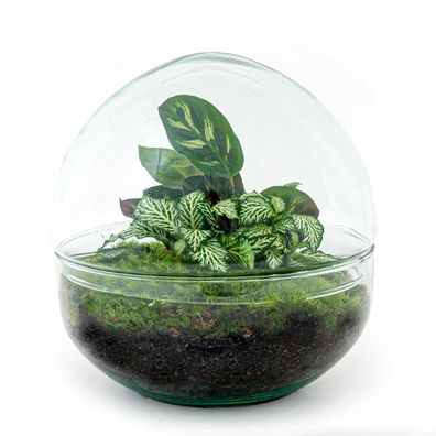 Flaschengarten DIY Set mit einem 20 cm hohen Glasdome für Ihr eigenes Mini-Ökosystem