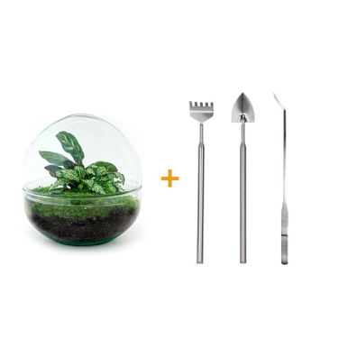 Flaschengarten-Set - DIY-Pflanzterrarium mit 20 cm Ø und Pflege-Kit" (80 Zeichen)