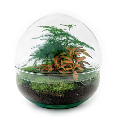 Flaschengarten DIY Set - Terrarium mit Pflanzen - Ø 20 cm - Pflegeleicht und dekorati