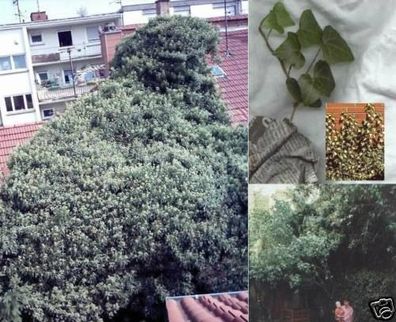 Immergrünes Efeu - Kletterpflanze mit Haftwurzeln / mit Beeren für Vögel / Samen