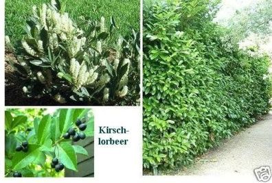 10 Kirschlorbeer - Samen "Prunus laurocerasus" / Immergrüne winterharte Beerenhecke .