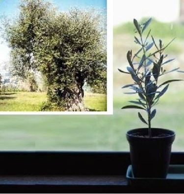 Leckere Früchte : Ölbaum Olea Europea - Eigene Oliven ernten ! Saatgut