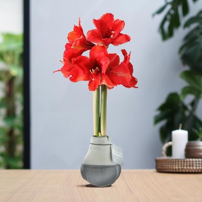 No Water Flowers® (gewachste Amaryllis) | Waxz® Dipz in Grau & Rot - Blumengenuss ohn