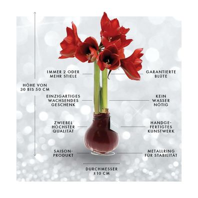 No Water Flowers® (gewachste Amaryllis) | Waxz® Dipz - Braune & Rote Blüten für jeden