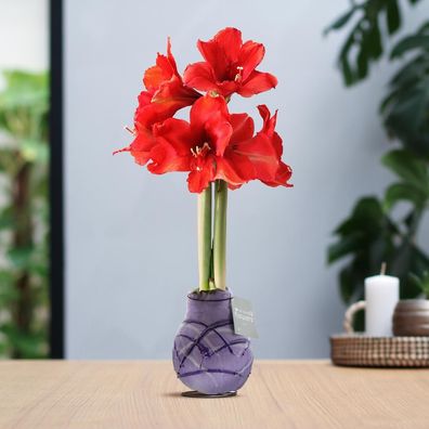 No Water Flowers® (Gewachste Amaryllis) | Waxz® Art Monet - Pastelllila + Rote Blüten