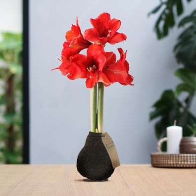 No Water Flowers® (gewachste Amaryllis-Zwiebel) | Naturalz Corkz - Dunkelbraun + Rote