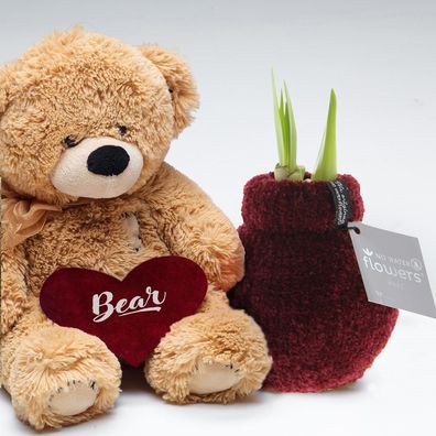 No Water Flowers® (gewachste Amaryllis) | Fashionz Cozy Teddy - Bordeaux + Rote Blüte