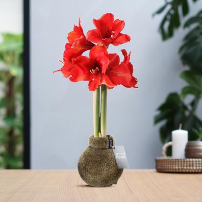 No Water Flowers® (gewachste Amaryllis) | Fashionz Cozy Teddy - Braun & Rote Blüte mi