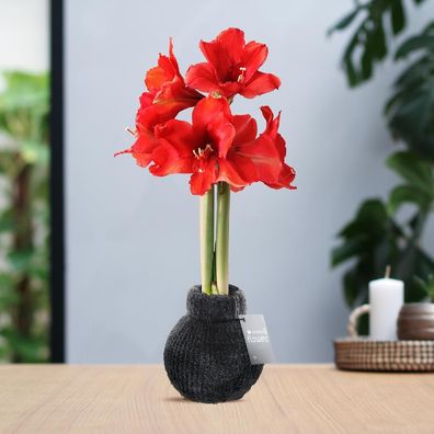 No Water Flowers® gewachste Amaryllis-Zwiebeln | Fashionz Cozy Teddy - Dunkelgrau + R