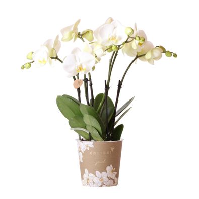 Kolibri Orchideen | Weiße Phalaenopsis Orchidee Ø12cm - Blühende Zimmerpflanze frisch