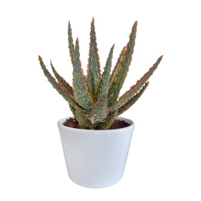 Aloe Zebrina Dannyz 10,5 cm - Weißer Topf für ein strahlendes Zuhause mit orangefarbe