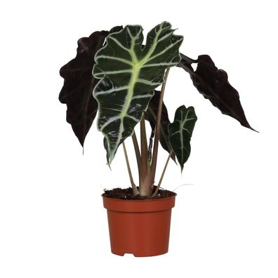 Alocasia Amazonica Polly - beeindruckende Zimmerpflanze mit eleganten Blättern - Ø12c