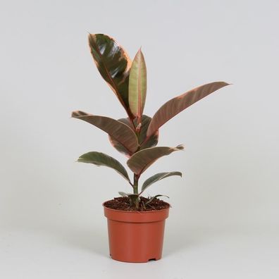 Ficus Elastica 'Belize' - Gummibaum im Topf Ø12cm und 30cm Höhe für Ihr Zuhause oder