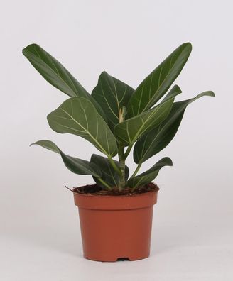 Ficus Bengalensis Zimmerpflanze - Topf Ø12cm, Höhe 25cm, Luftreinigend, Pflegeleicht,